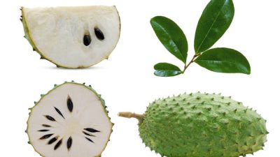 Daun Sirsak