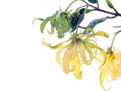 Rahasia Sehat dan Cantik dengan Infus Bunga Kenanga