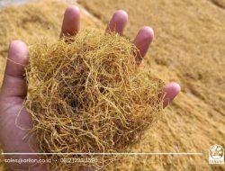 Talas Beneng: Komoditas Lokal dengan Potensi Pasar Global